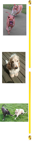 Dog Training Links in Staines Surrey, Ashford Middlesex, Richmond, Twickenham, Laleham, Egham, Charlton Village & Shepperton area